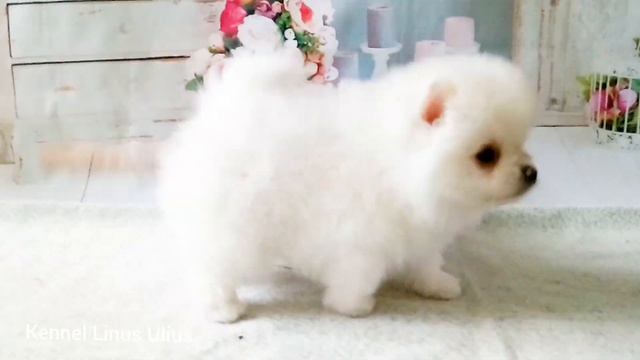 available. puppy female spitz -2, date of birth 15.12.2020 щенок померанского шпица играет