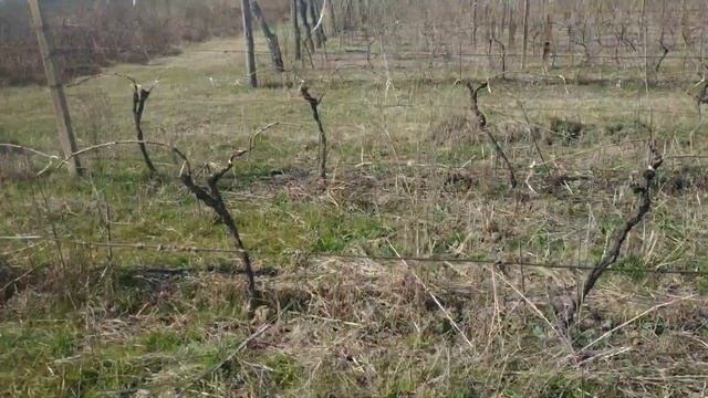 Кахетия, виноградник в алазанскай долине смотреть онлайн