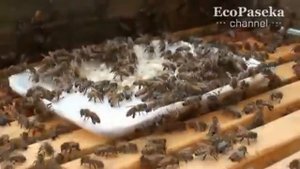 Новое слово в пчеловодстве  Где быть летку   решают пчелыEcoPaseka187
