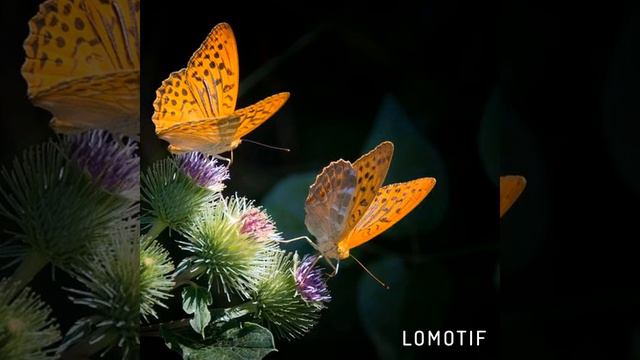 Доброго вечера с ароматом домашнего уюта! смотреть онлайн