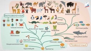 5 класс биология урок 16 Общая характеристика животных. Простейшие и беспозвоночные животные Рэш