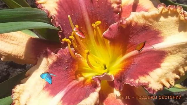 Лилейник гибридный Аутстандинг (outstanding) ? обзор: как сажать, саженцы лилейника Аутстандинг смотреть онлайн