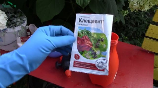 СМОРОДИНА: уход после сбора урожая - 7 дач смотреть онлайн