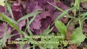 Чем мульчировать сад? Виды МУЛЬЧИ для малоуходного сада