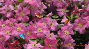 Клематис крупноцветковый Мазурек (clematis mazurek) ? обзор: как сажать, саженцы клематиса Мазурек