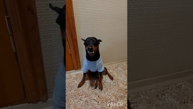 Цверг "YaN" смотреть онлайн