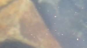 мормыш в своей среде обитания