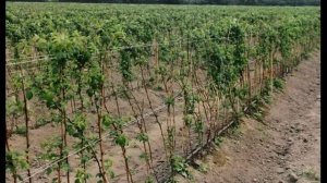 Обработка кустов малины весной и осенью