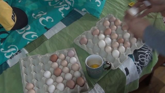 Куры молодки за неслись! Рекорд по яйценоскости!  Делай как я и будет тебе счастье!