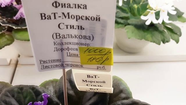 Новинки от Дома Фиалки. 16.06.23г #выставкафиалок #фиалки #домфиалки #фиалкимосква #галинаподлеских смотреть онлайн