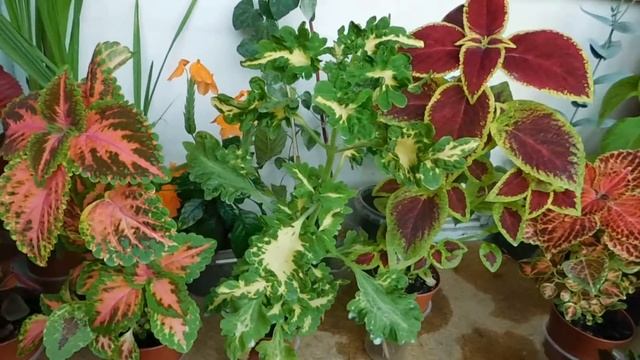 ?Колеусы выросли из семян . Маленькая коллекция ! ? how to grow a koleus