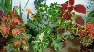 ?Колеусы выросли из семян . Маленькая коллекция ! ? how to grow a koleus