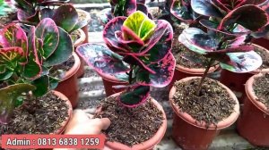 OBRAL AGLAONEMA MURAH COCOK UNTUK PEMULA!