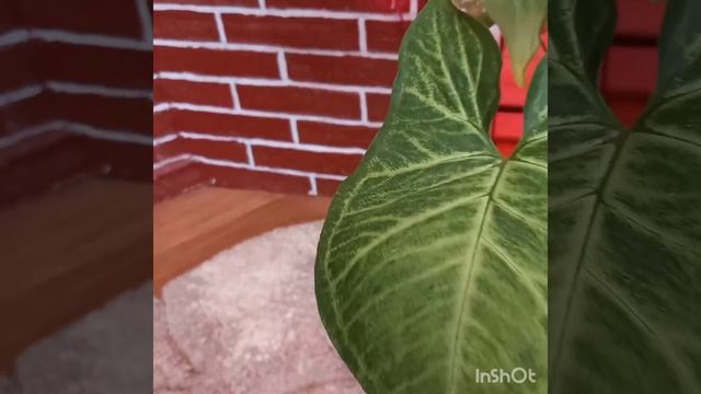 Сингониум Батерфляй Syngonium Butterfly??????