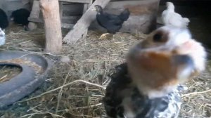 цыплятам один месяц             где живут? что едят?