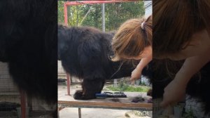 Домашняя стрижка ньюфаундленда
