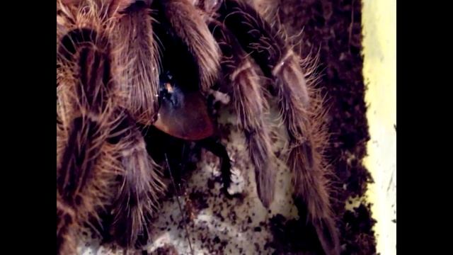 Паук птицеед. Brachypelma albopilosum. смотреть онлайн
