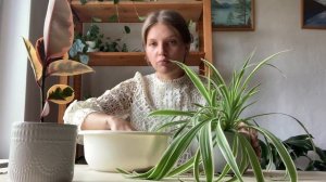 Обзор, пересадка, про эухарис, керамика, черенки, ответы на вопросы | Цветочный VLOG №1 ? + ляпы