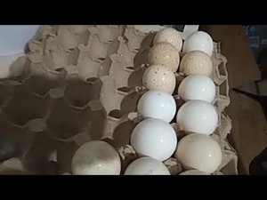 Заложили индюшиное яйцо от своих индюшек в инкубатор