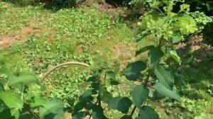 Гортензии, астильба, хосты