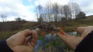 Рыбалка на боковой кивок в ноябре.  Клёв окуня и щуки на мормышку. Осенняя рыбалка.