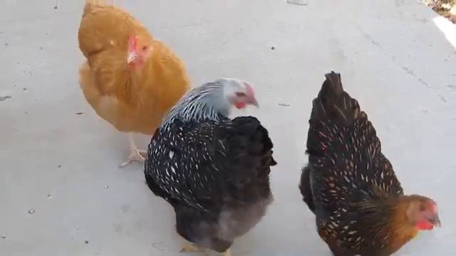 Куры в деревне. Бесплатные видео куры. Chicken restaurant. Племенная курица. Бесплатные видео куры.