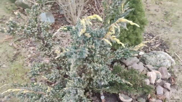 Первые подснежники в январе. Зимой на даче смотреть онлайн