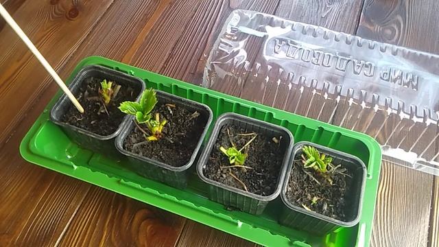 Выгонка земляники садовой Кабрило в домашних условиях зимой часть -2 // Ягодная Империя Анастасии смотреть онлайн