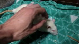 Вистары. Белые крысы переболели, или... - А ты лось! (Fancy Rats | Декоративные Крысы)