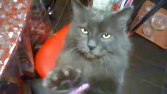 Очень ласковый кот Миша смотреть онлайн