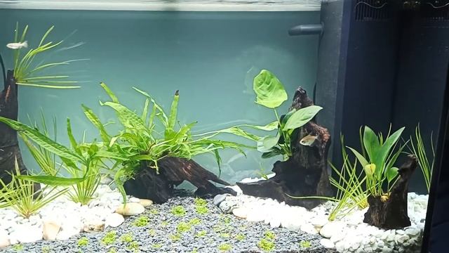 juwel rio 125 led. 4 день от запуска аквариума смотреть онлайн