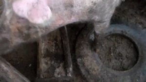 Хряк выломал бетонный пол на выгуле ,минусы содержания на бетонном полу.