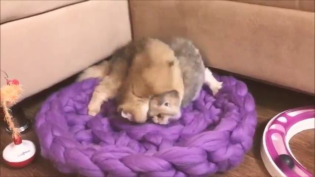 Британские котята золотого окраса