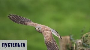 Животные степи | Учим животных с детьми | Умняха