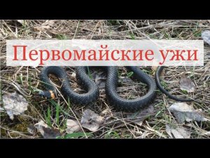 Первомайские ужи