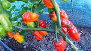 Habanero Zavory - Хабанеро Завори