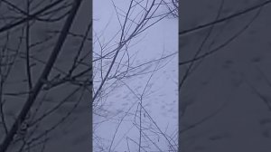 бешеные собаки