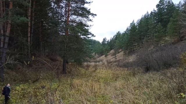 27 октября Сафари на рыжика. Грибы рыжики - поиск и рецепт приготовления вкусный. смотреть онлайн