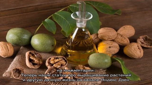 Скорлупа грецкого ореха — лечебные свойства половинок, которые обычно выбрасывают