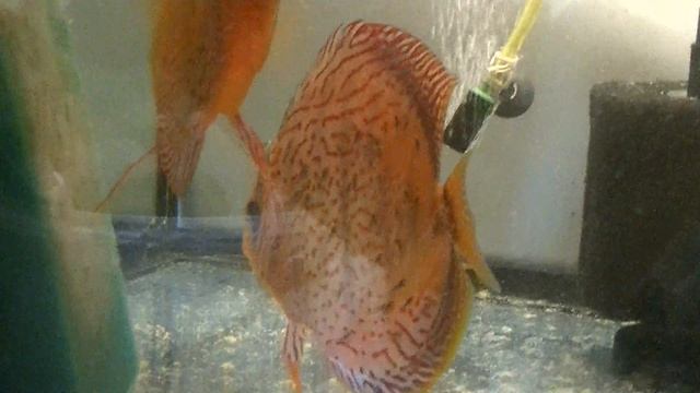 Мальки Дискусов, отсадка родителей. Пересадка тернеций смотреть онлайн