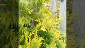 ОБЯЗАТЕЛЬНО ПОСАДИТЕ ЭТИ ТУИ НА ДАЧЕ / НЕПРИХОТЛИВЫЕ И КРАСИВЫЕ