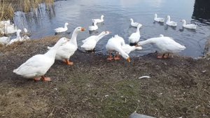 Гуси Линда