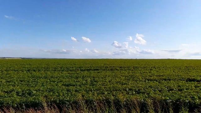 Орловская область . Июль.