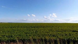 Орловская область . Июль.