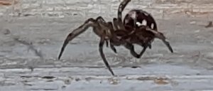 Паук галопом бежит на жертву