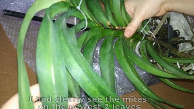 New orchids from my viewer - Bulbophyllum Elizabeth Ann ‘Buckleberry’ & Vanda Lavender Mist смотреть онлайн