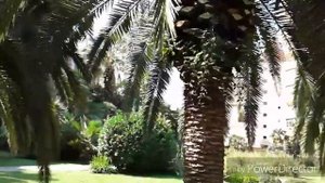 Город Сочи .Сквер с финиковыми пальмами