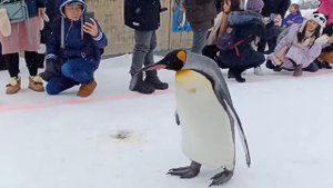 Penguin Walk Winter Show at Asahikawa Zoo, Hokkaido