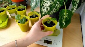 ПЕЛАРГОНИЯ - ЛЕГКО! Уход за пеларгонией после всходов