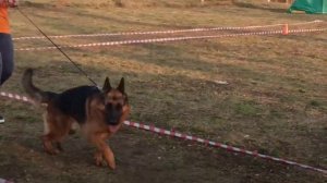 Монопородная выставка немецких овчарок. Моя работа в ринге.